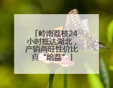 岭南荔枝24小时抵达湖北，产销两旺性价比真“给荔”